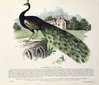 Peacock (Pavo Cristatus) by English School